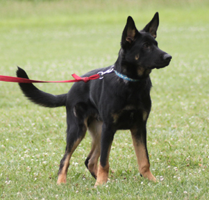 Azog z Glaurung german shepherd stand